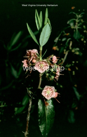 sheep-laurel